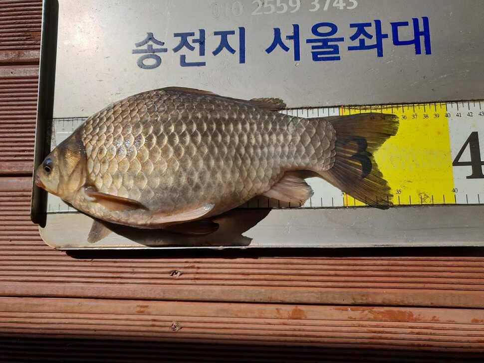 송전지서울좌대3월28일조항 (유료터정보 - 유료터점주조황)