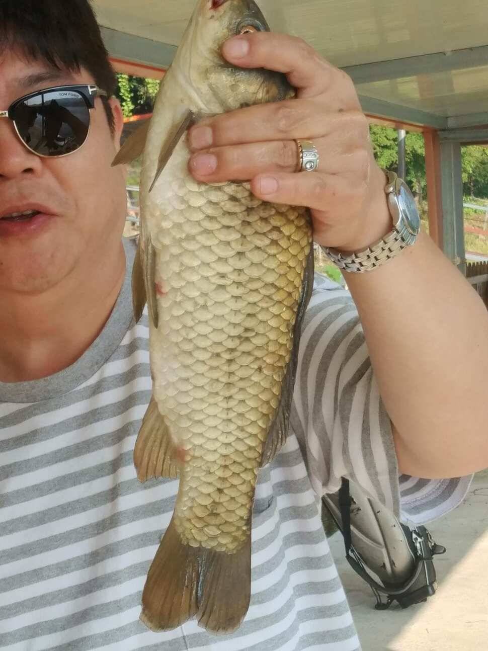 힐링 양평 수곡낚시터 101 첫날 붕어 조황 전포인트 조과 나오며 활성도 좋네요 오늘 붕어방류 완료 (유료터정보 - 유료터점주조황)