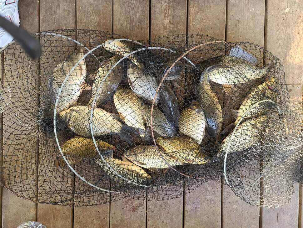 힐링 양평 수곡낚시터 4짜 대물붕어 포함 주중조황 및 붕어방류 안내 (유료터정보 - 유료터점주조황)
