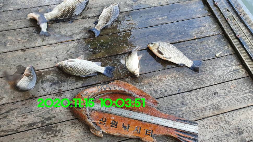 신원낚시터11월18일 토종붕어 방류 동영상과 조황 소식 입니다 (유료터정보 - 유료터점주조황)