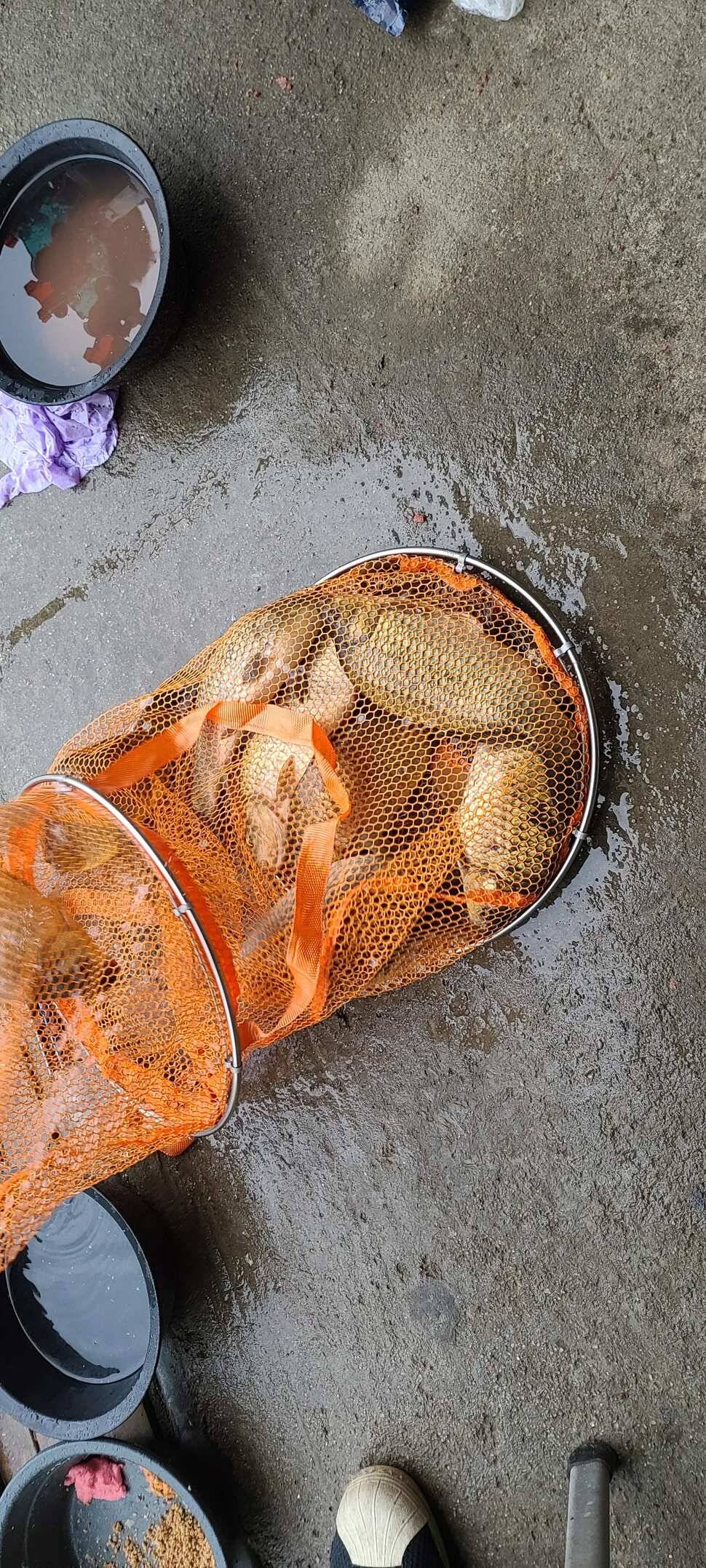 양평낚시터 힐링 수곡낚시터 주초조황 좋아지네요 금일 붕어방류 (유료터정보 - 유료터점주조황)