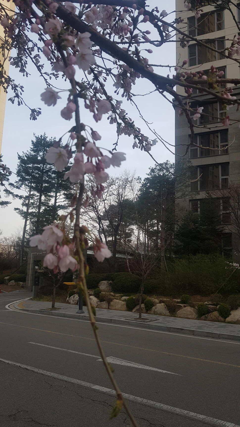 당진 가교리낚시터 4월 15일 조황 (유료터정보 - 유료터점주조황)