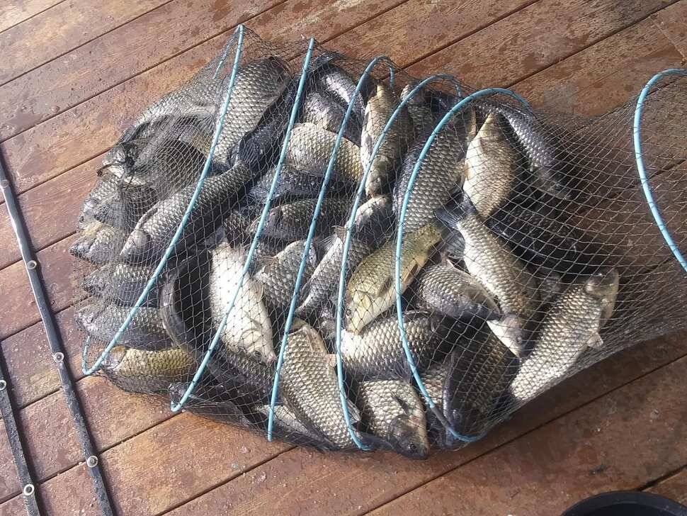 양평 힐링 수곡낚시터 어제 조황도 큰편차없이 고르게 괜찬았습니다 내일도 붕어방류 이어집니다 (유료터정보 - 유료터점주조황)