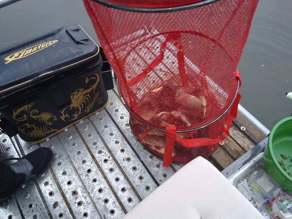 양평 수곡낚시터 자연산 토종붕어 방류 및 주말 조황 안내 (유료터정보 - 유료터점주조황)