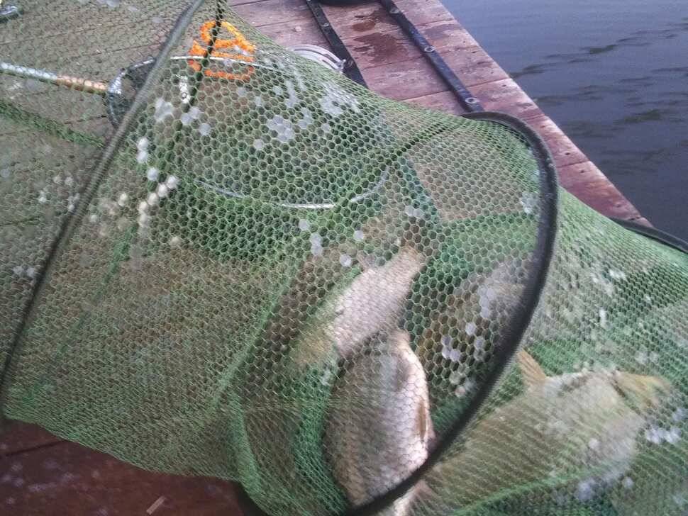 수곡낚시터 주말 조황 소식 및 붕어 방류 안내드려요 (유료터정보 - 유료터점주조황)