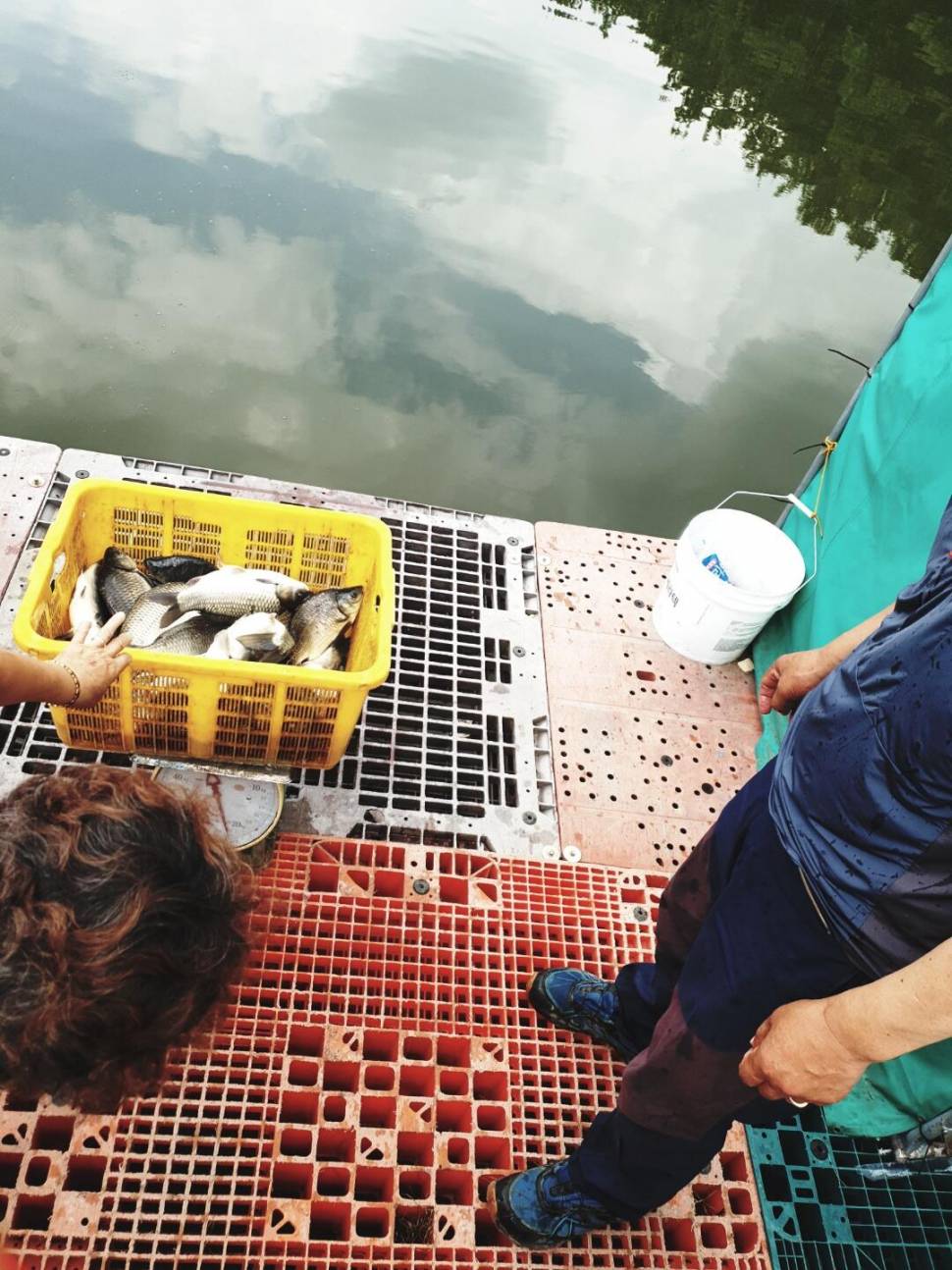경주 동산낚시터붕어 전용잡이터지난주 조황 (유료터정보 - 유료터점주조황)