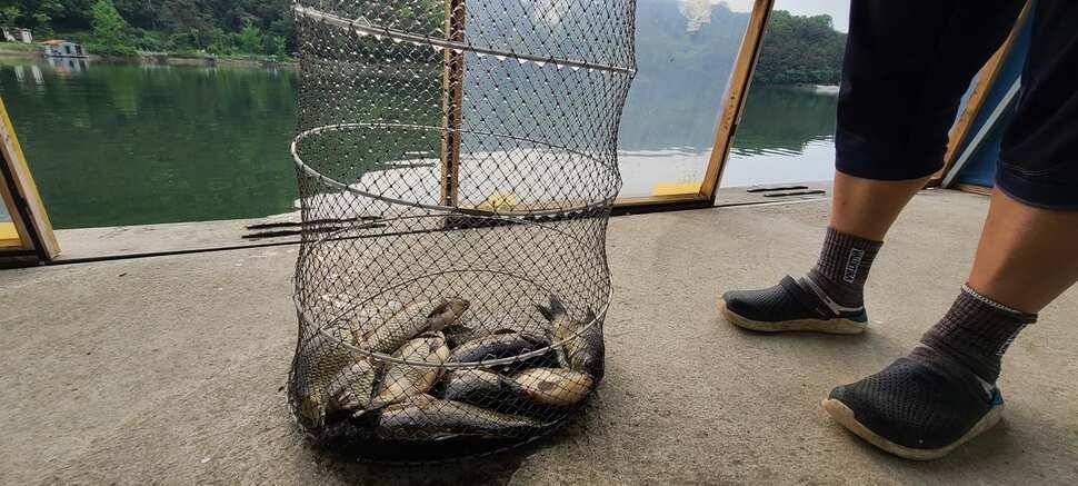 양평낚시터 수곡낚시터 주중조황 고른편이나 편차는 있네요 (유료터정보 - 유료터점주조황)