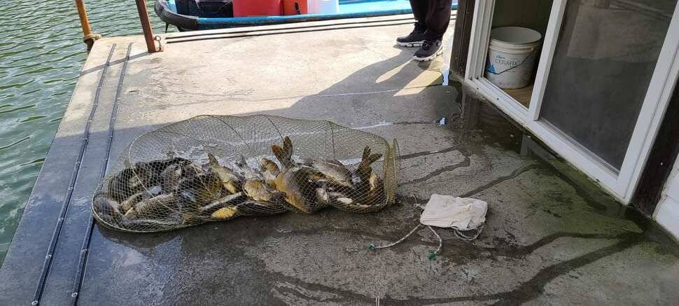 공주 고성낚시터 입니다 (유료터정보 - 유료터점주조황)
