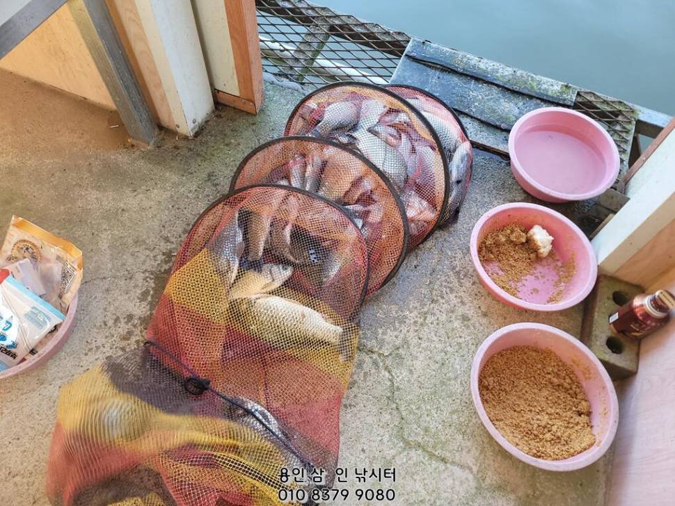 가깝고 물 좋고 경치 좋은 곳용인삼인낚시터 (유료터정보 - 유료터점주조황)