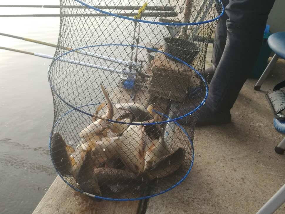 양평 수곡 낚시터 오늘도 자연산 토종붕어 대량 방류 및 조황 안내드려요 (유료터정보 - 유료터점주조황)