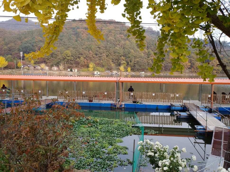 수곡낚시터 금일 자연산 토종붕어 초대량 방류 및 435 토종대물 포함 조황 소식 (유료터정보 - 유료터점주조황)