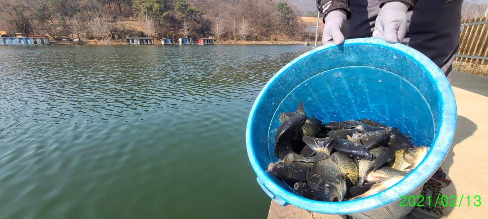 설명절 연휴 힐링 수곡낚시터 조황 및 붕어 방류 안내 (유료터정보 - 유료터점주조황)