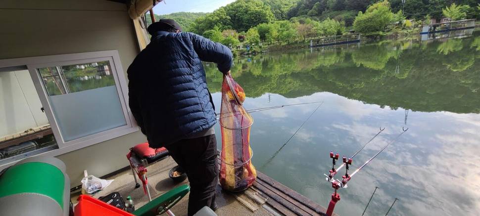 마지막주 금토 양평 힐링 수곡낚시터 조황 및 붕어 방류 (유료터정보 - 유료터점주조황)