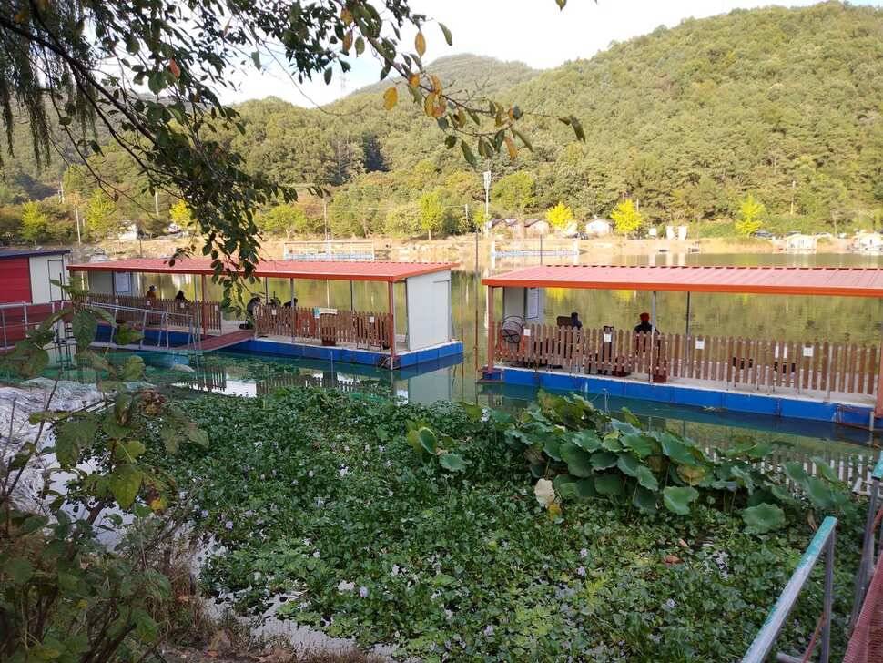 양평 수곡낚시터 오늘 붕어조황 씨알도 마릿수도 더 좋네요 10월10일 금일 붕어 방류 완료했습니다 (유료터정보 - 유료터점주조황)