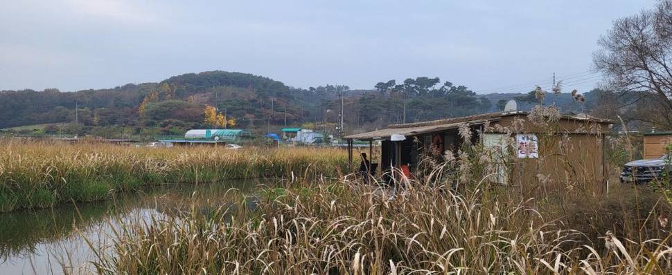 당진 가교리 낚시터 11월 19일 조황입니다 (유료터정보 - 유료터점주조황)