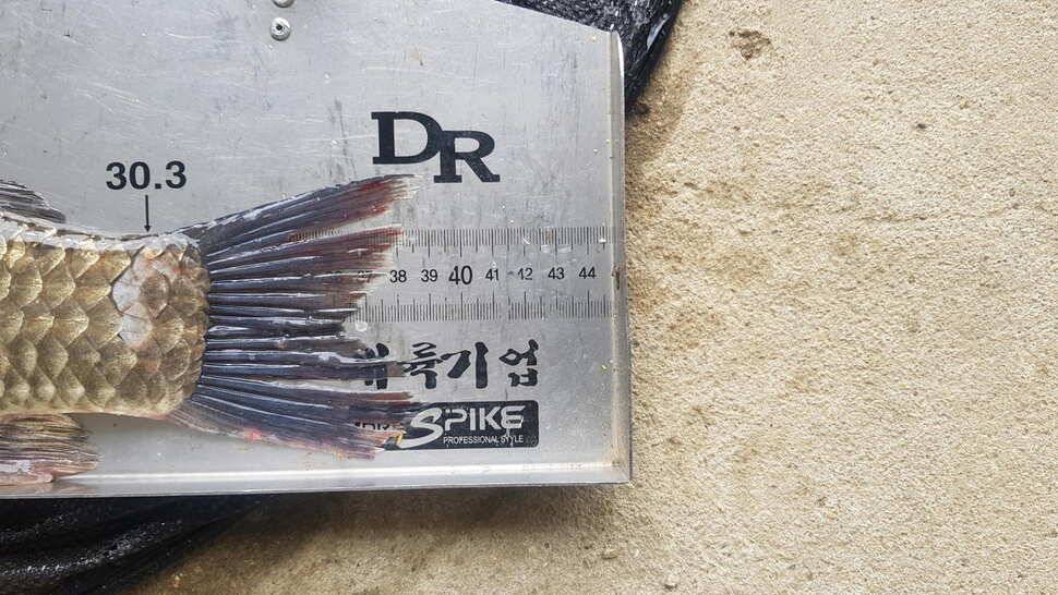 당진 가교리낚시터 6월 2일 시설보강및 조황안내 (유료터정보 - 유료터점주조황)