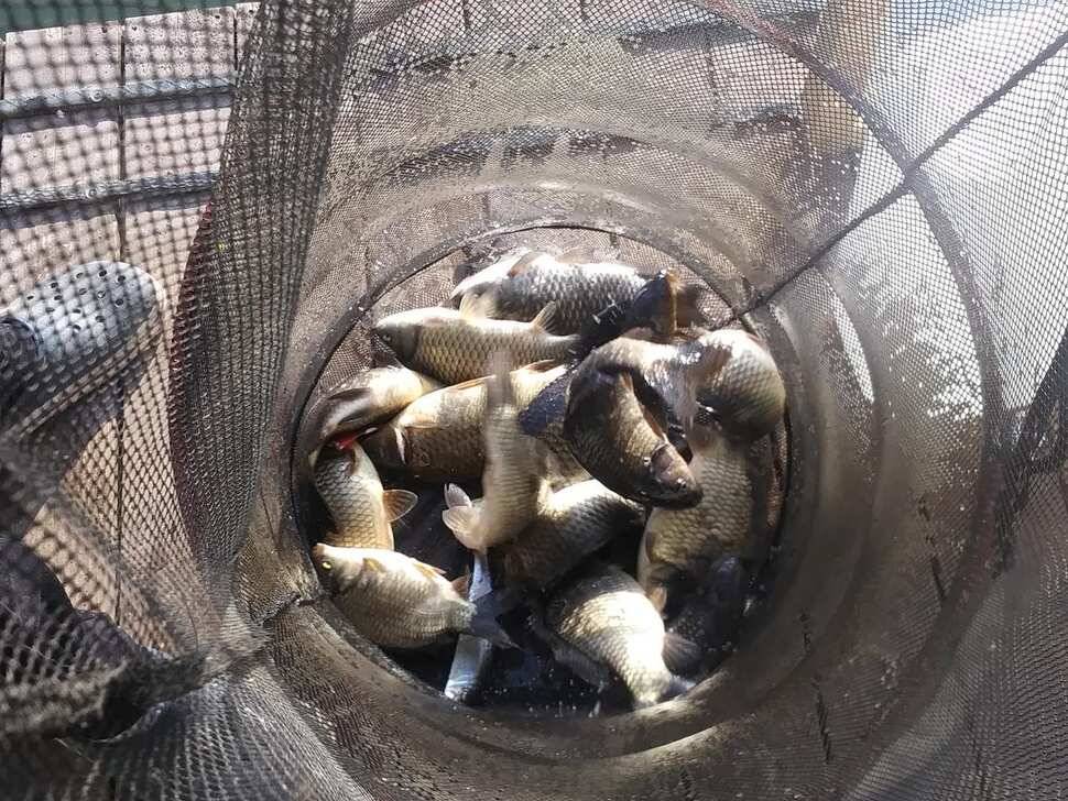 힐링 양평 수곡낚시터 주중 고른 조황이네요수상좌대 할인요금 및 주말 붕어방류 안내 (유료터정보 - 유료터점주조황)