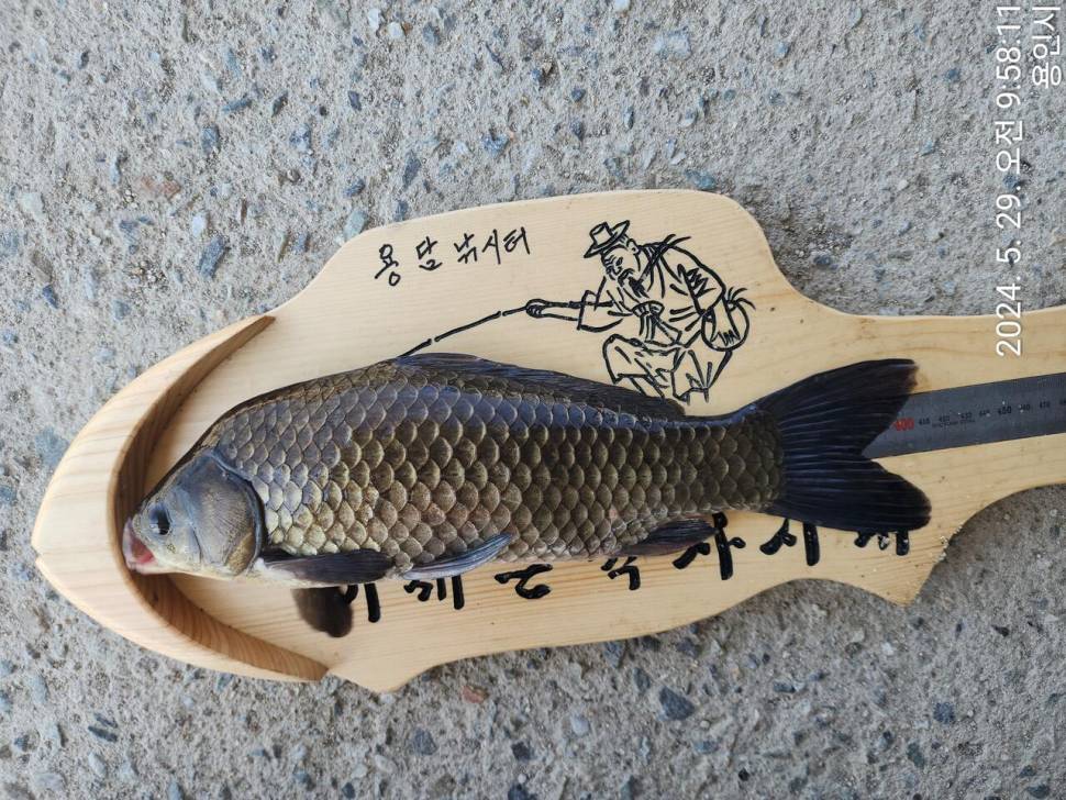 2024년 5월 마지막주 조황정보 용담낚시터사암지 4짜 3마리 (유료터정보 - 유료터점주조황)