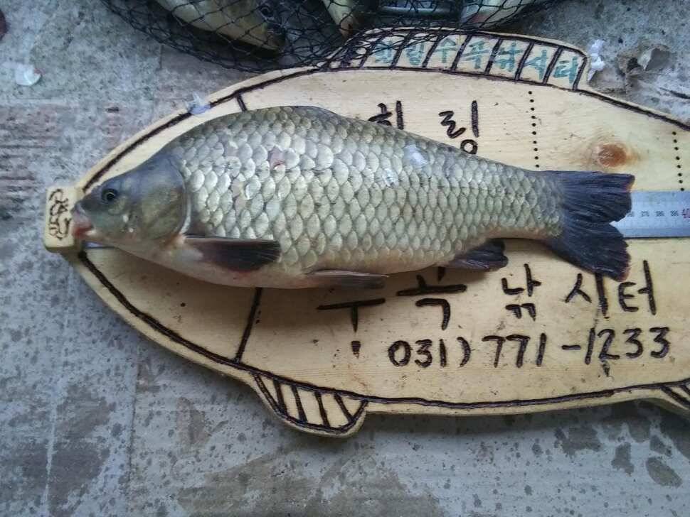 양평 수곡낚시터 자연산 토종붕어 방류 및 주말 조황 안내 (유료터정보 - 유료터점주조황)
