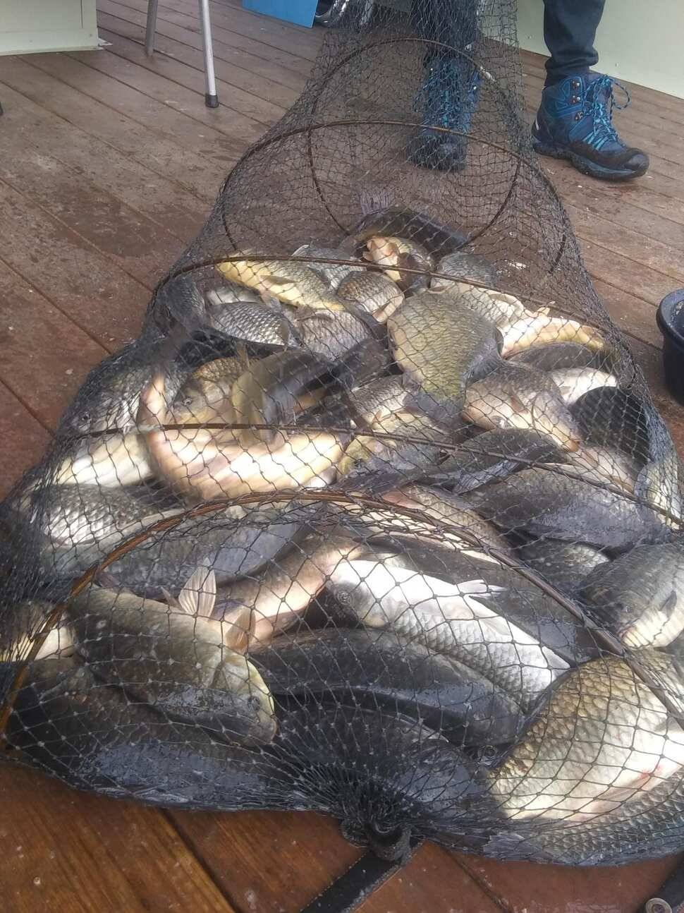 수곡낚시터 붕어조과 고르고 꾸준한 조황으로 잘 나와줍니다 금일 붕어 방류 완료 (유료터정보 - 유료터점주조황)