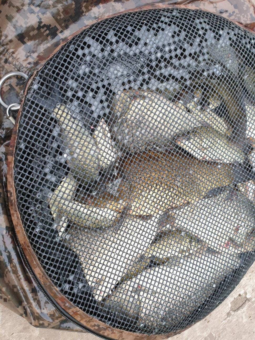 경주 동산낚시터붕어 전용잡이터지난주 조황 (유료터정보 - 유료터점주조황)
