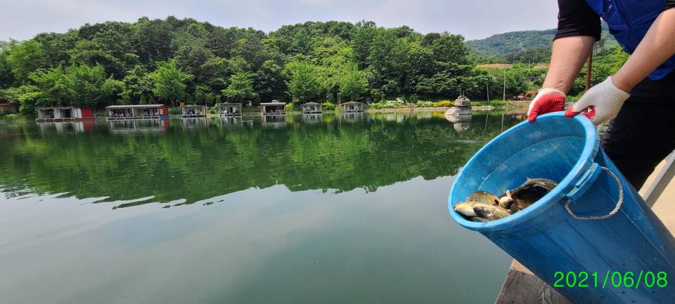 양평 힐링 수곡낚시터 6월둘째주초 조황 및 오늘 붕어 방류 안내 (유료터정보 - 유료터점주조황)
