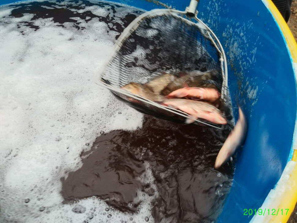수곡낚시터 토종붕어 대량 방류 완료 및 붕어 조황도 좀더 좋아지네요 (유료터정보 - 유료터점주조황)