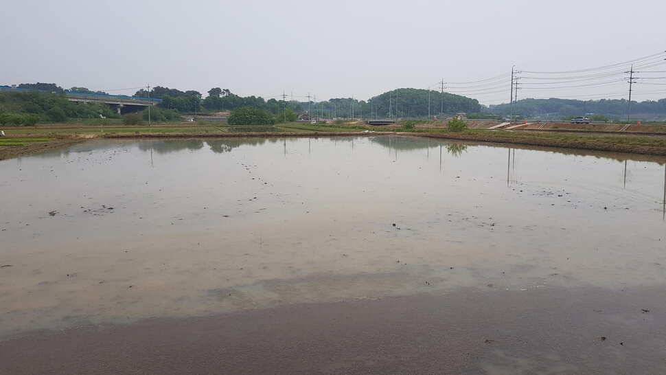 당진 가교리낚시터 5월 17일 조황 (유료터정보 - 유료터점주조황)
