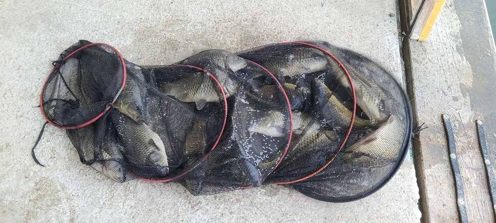 양평 낚시터 수곡낚시터 621 일요일 46cm 대물붕어 포함 씨알좋은 붕어들이 나와주네요 (유료터정보 - 유료터점주조황)