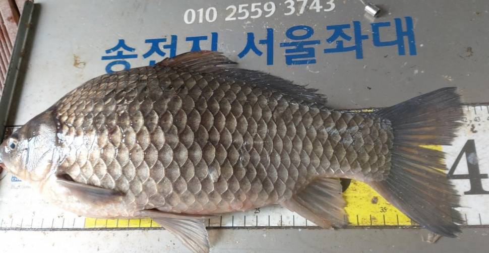 송전지서울좌대5월20일조황 (유료터정보 - 유료터점주조황)