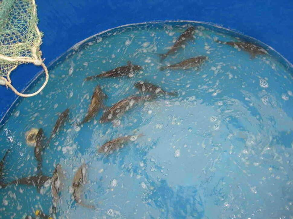 형제의 줄서기 (유료터정보 - 유료터점주조황)