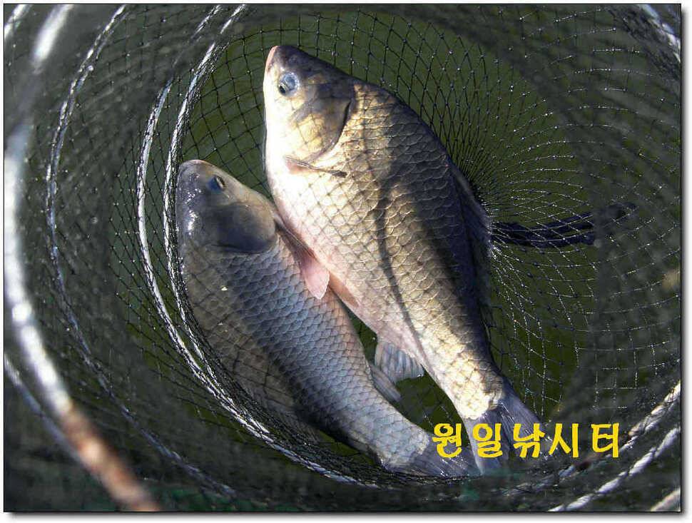 의암호 원일 토일요일 조황입니다 (유료터정보 - 유료터점주조황)