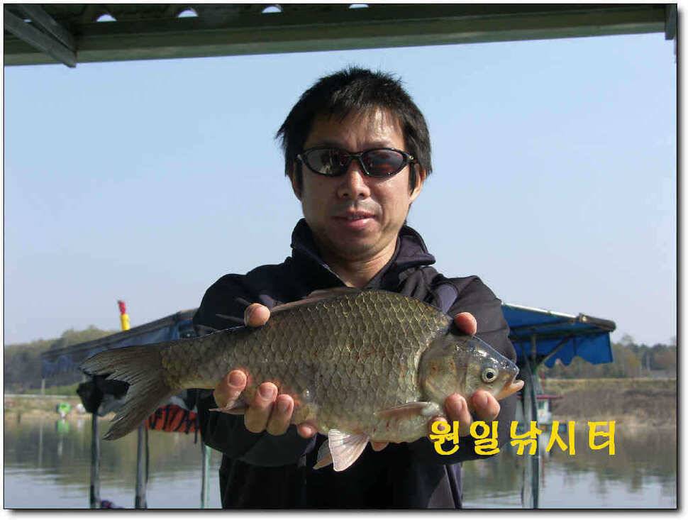의암호 원일 토일요일 조황입니다 (유료터정보 - 유료터점주조황)