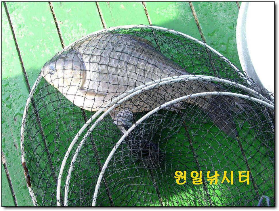 의암호 원일 토일요일 조황입니다 (유료터정보 - 유료터점주조황)