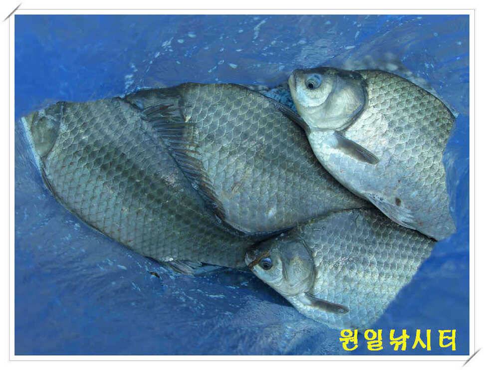 의암호 원일낚시터는 붕어 산란중 (유료터정보 - 유료터점주조황)