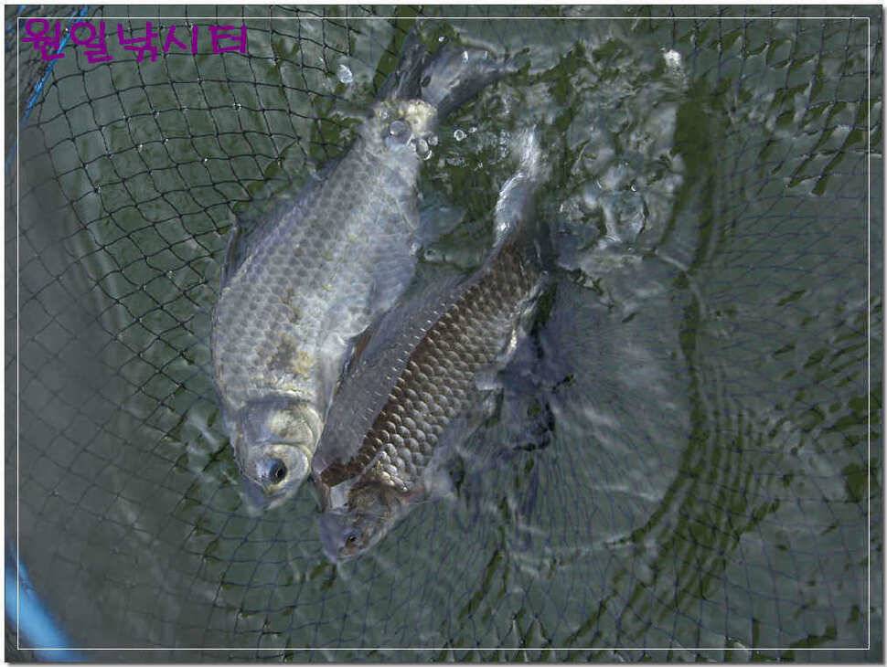 바람이 밤새 불던 날 (유료터정보 - 유료터점주조황)