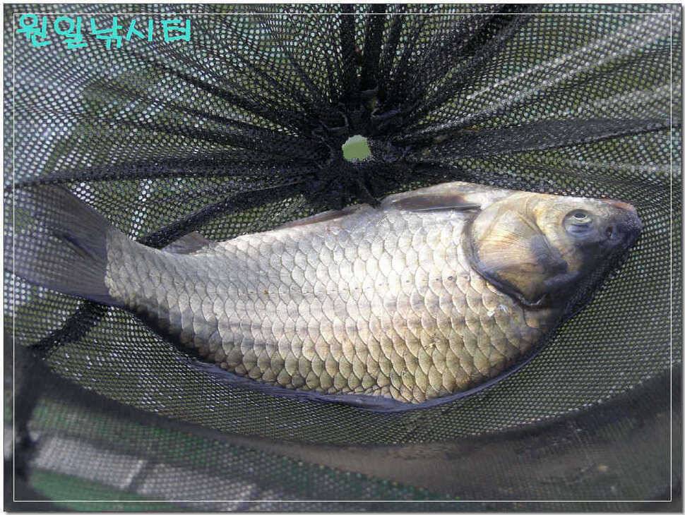 바람이 밤새 불던 날 (유료터정보 - 유료터점주조황)
