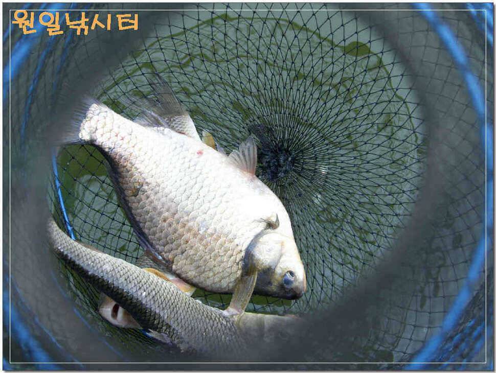 바람이 밤새 불던 날 (유료터정보 - 유료터점주조황)