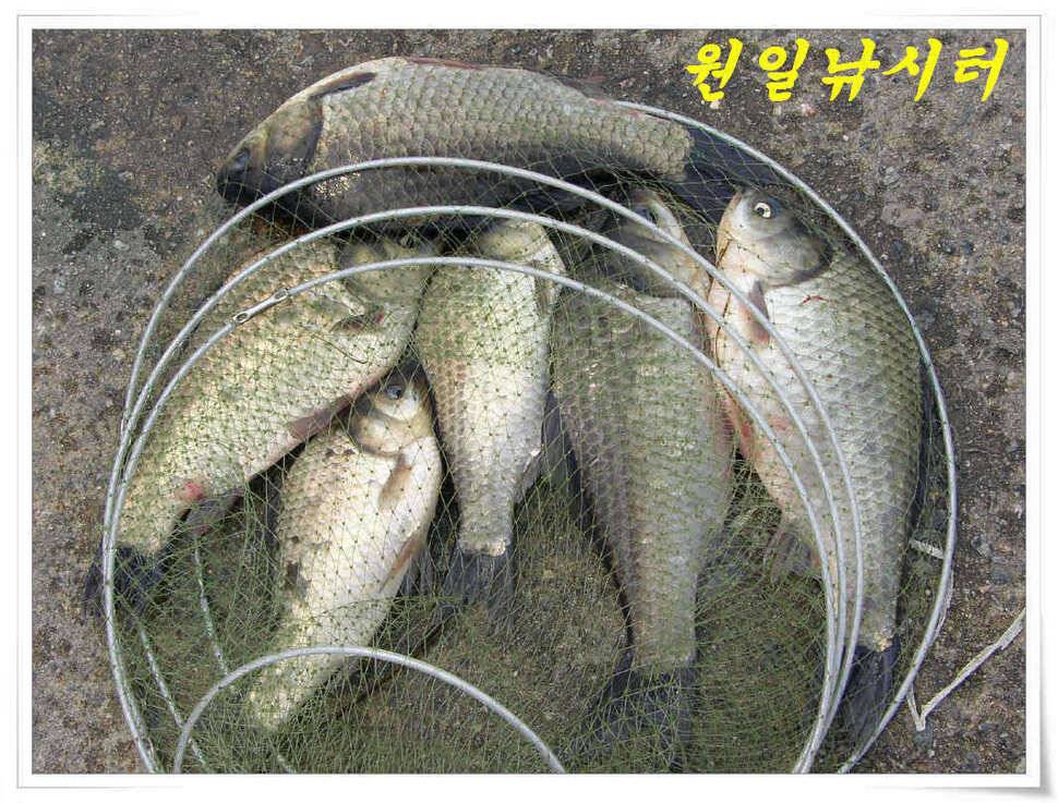4월의 마지막날 조황입니다 (유료터정보 - 유료터점주조황)