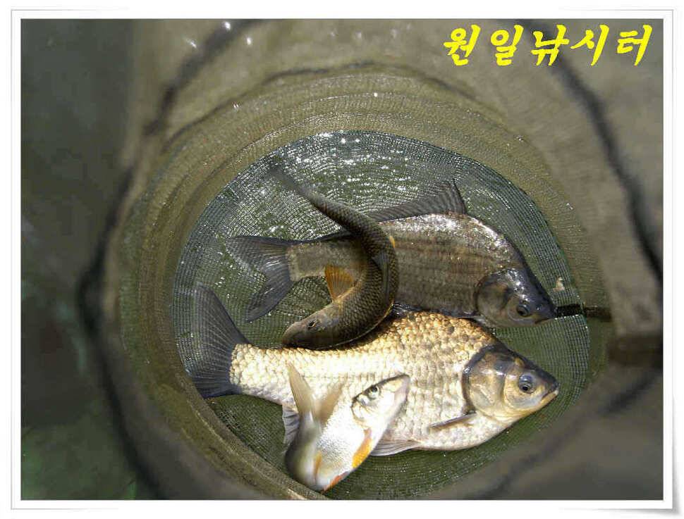 4월의 마지막날 조황입니다 (유료터정보 - 유료터점주조황)