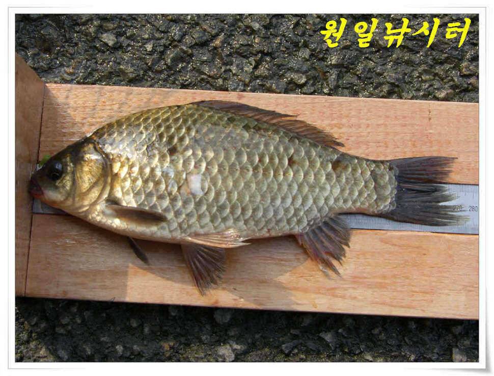 4월의 마지막날 조황입니다 (유료터정보 - 유료터점주조황)