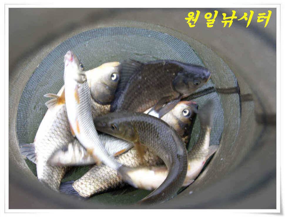 4월의 마지막날 조황입니다 (유료터정보 - 유료터점주조황)