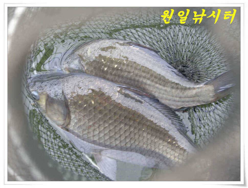 4월의 마지막날 조황입니다 (유료터정보 - 유료터점주조황)