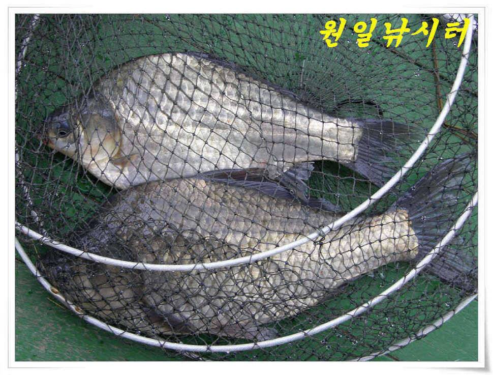 4월의 마지막날 조황입니다 (유료터정보 - 유료터점주조황)