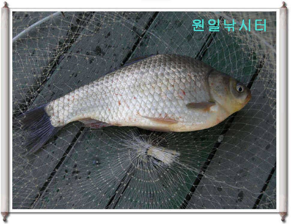 어버이날 원일조황입니다 (유료터정보 - 유료터점주조황)