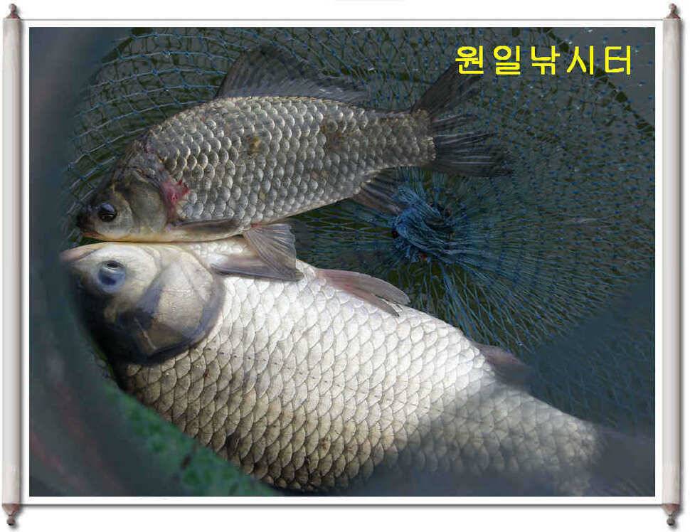 어버이날 원일조황입니다 (유료터정보 - 유료터점주조황)