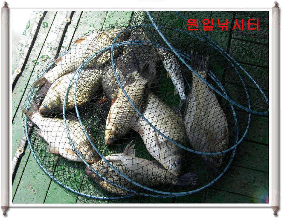 어버이날 원일조황입니다 (유료터정보 - 유료터점주조황)