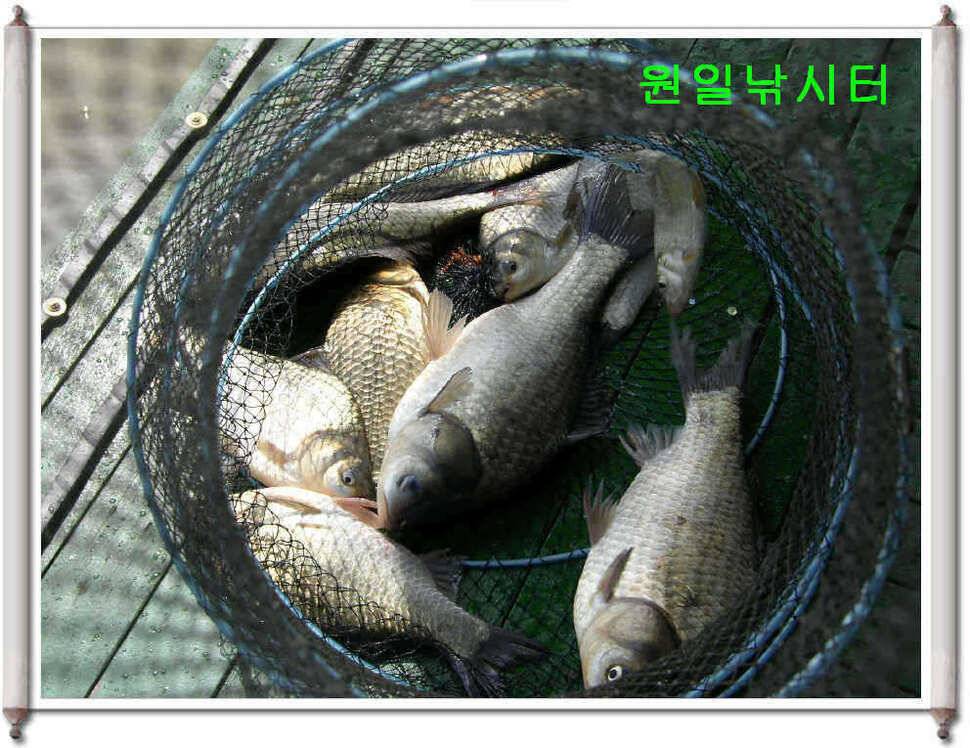 어버이날 원일조황입니다 (유료터정보 - 유료터점주조황)