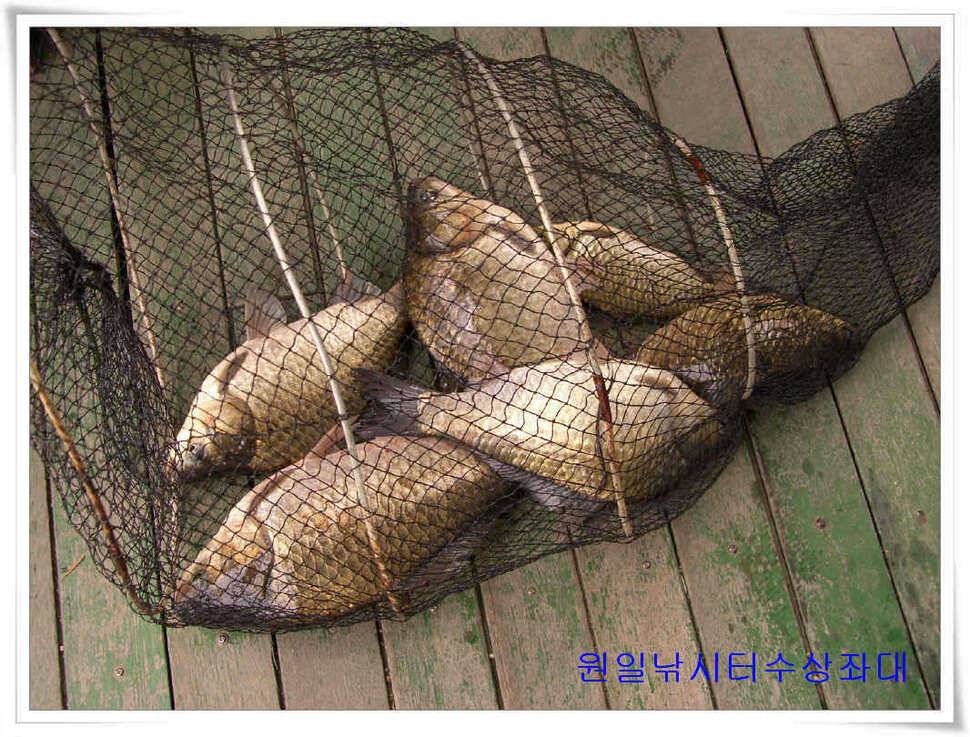 원일낚시터 조황 (유료터정보 - 유료터점주조황)
