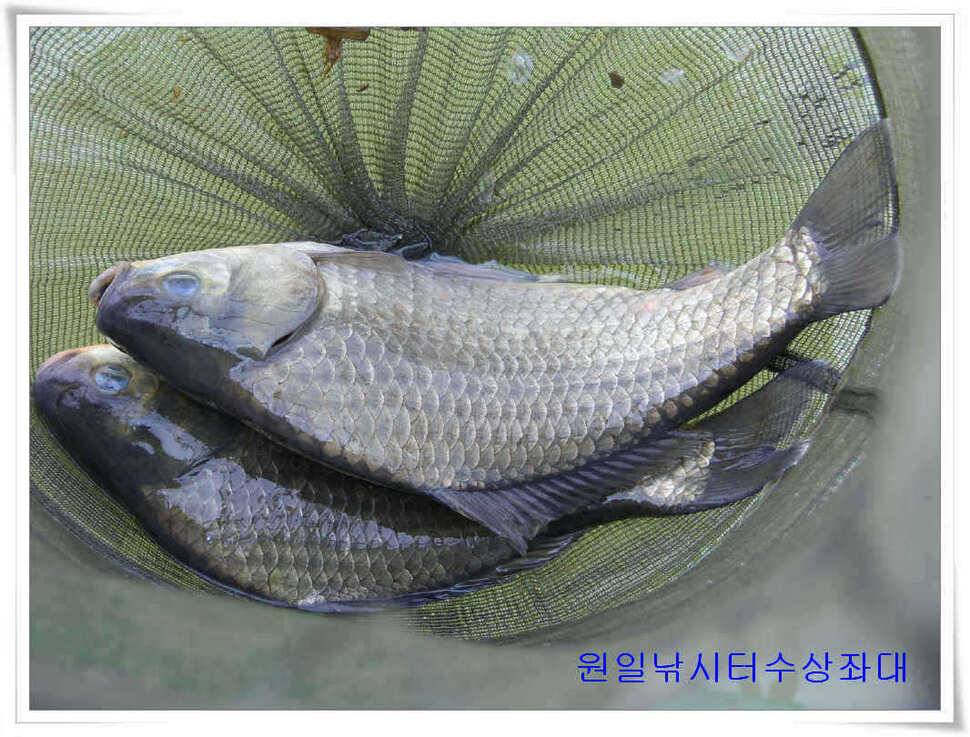 원일낚시터 조황 (유료터정보 - 유료터점주조황)